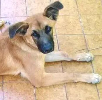 Cachorro ra a sem raça definida idade 2 anos nome Bolota