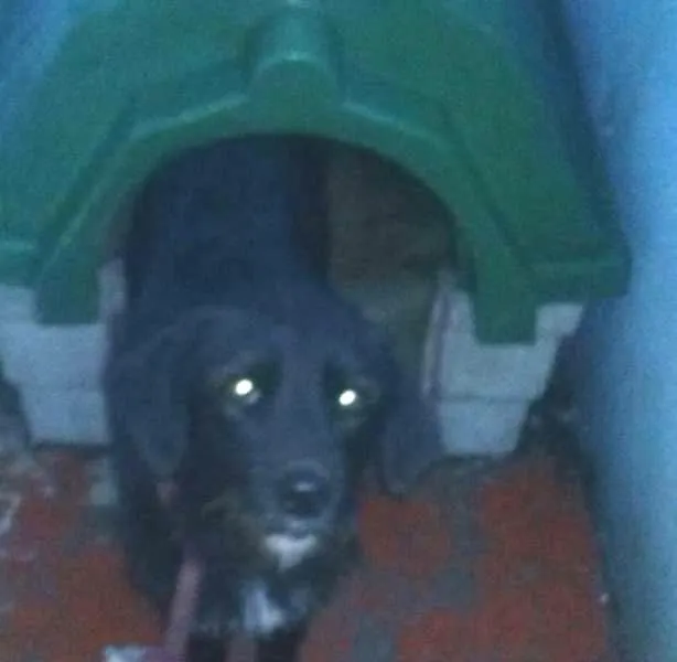 Cachorro raça SRD idade  nome Pantera