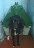 Cachorro raça SRD idade  nome Pantera