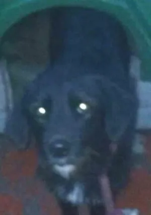 Cachorro raça SRD idade  nome Pantera
