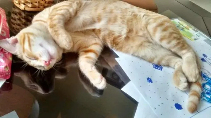 Gato ra a  idade 7 a 11 meses nome Bianca