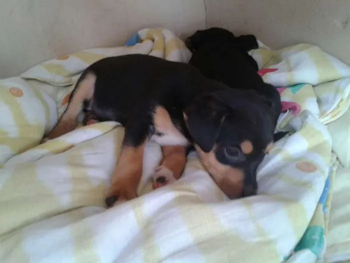 Cachorro ra a misturado idade  nome liaEleo