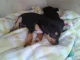 liaEleo