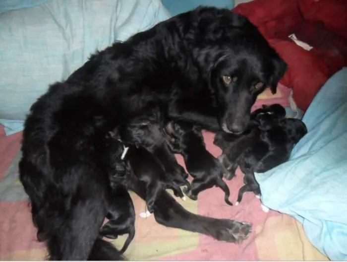 Cachorro ra a Setter com Pastor idade Abaixo de 2 meses nome Sem nome ainda