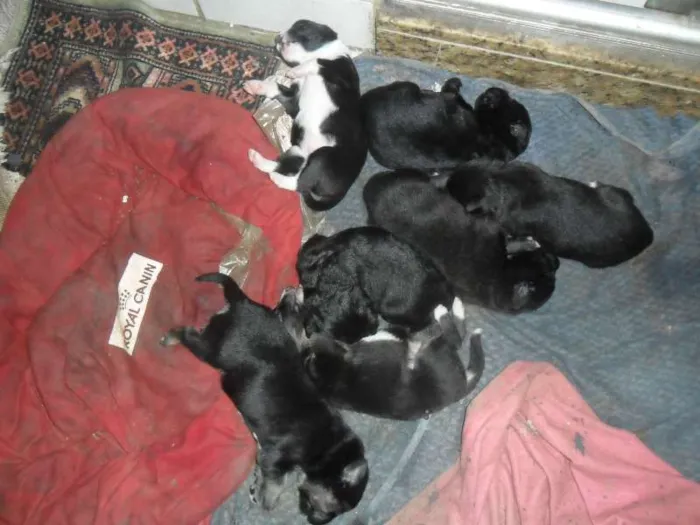 Cachorro ra a Setter com Pastor idade Abaixo de 2 meses nome Sem nome ainda