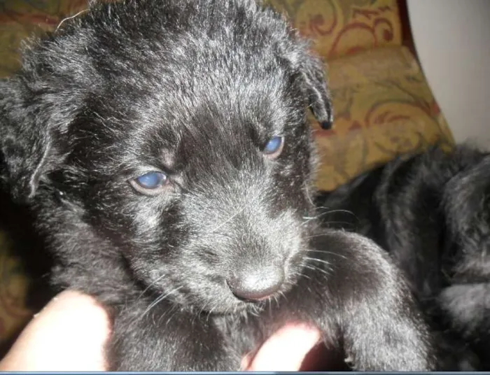 Cachorro ra a Setter com Pastor idade Abaixo de 2 meses nome Sem nome ainda