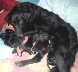 Cachorro raça Setter com Pastor idade Abaixo de 2 meses nome Sem nome ainda