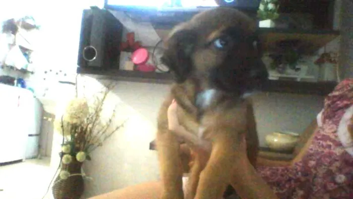 Cachorro ra a não identificada idade 2 a 6 meses nome pou