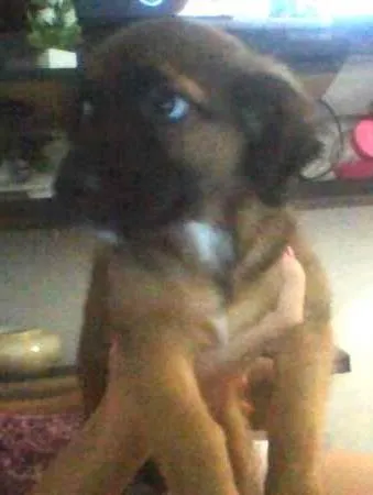 Cachorro ra a não identificada idade 2 a 6 meses nome pou