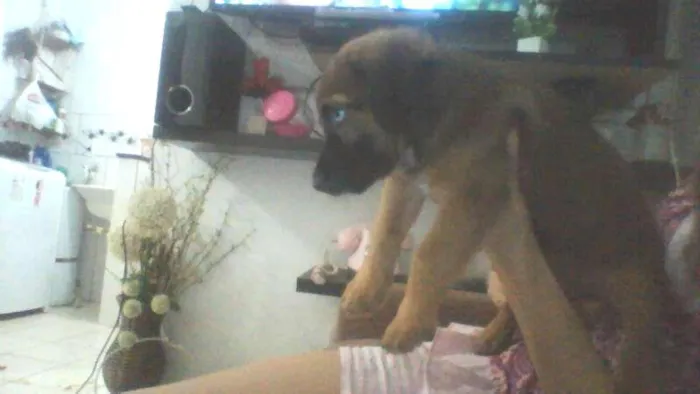 Cachorro ra a não identificada idade 2 a 6 meses nome pou