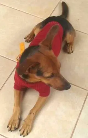 Cachorro raça misturado idade 1 ano nome moreno