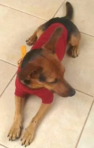 Cachorro ra a misturado idade 1 ano nome moreno