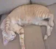 Bianca