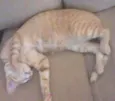 Bianca