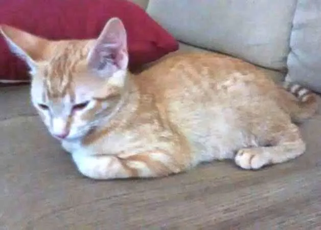 Gato ra a  idade 7 a 11 meses nome Bianca