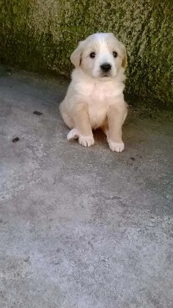 Cachorro ra a SRD idade Abaixo de 2 meses nome filhotes