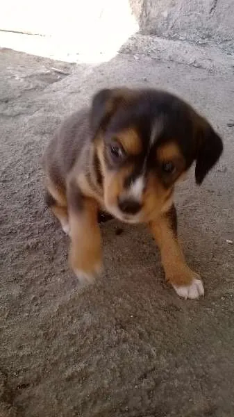 Cachorro ra a SRD idade Abaixo de 2 meses nome filhotes