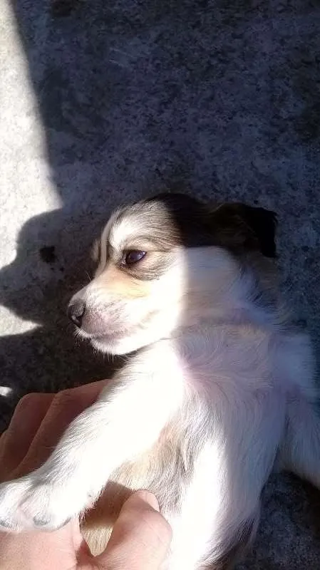 Cachorro ra a SRD idade Abaixo de 2 meses nome filhotes