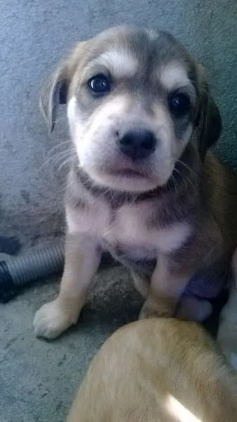 Cachorro ra a SRD idade Abaixo de 2 meses nome filhotes
