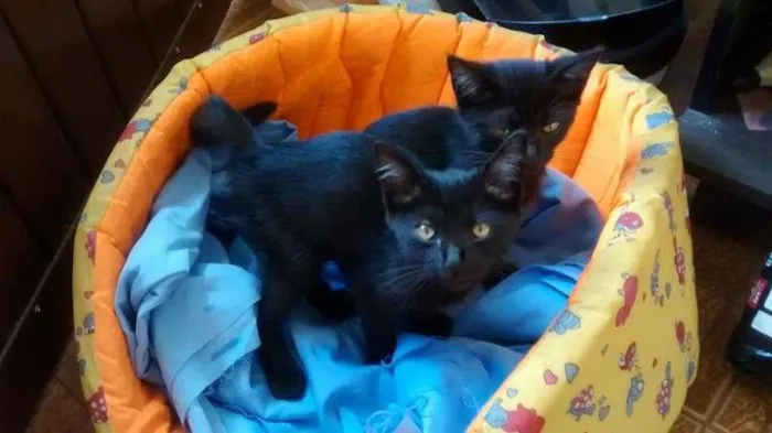 Gato ra a  idade 2 a 6 meses nome sem nome