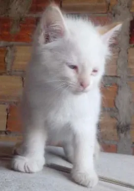 Gato raça  idade 2 a 6 meses nome Gato