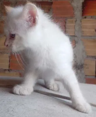 Gato ra a  idade 2 a 6 meses nome Gato