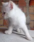 Gato