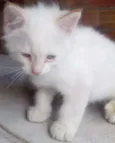 Gato
