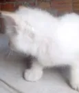 Gato