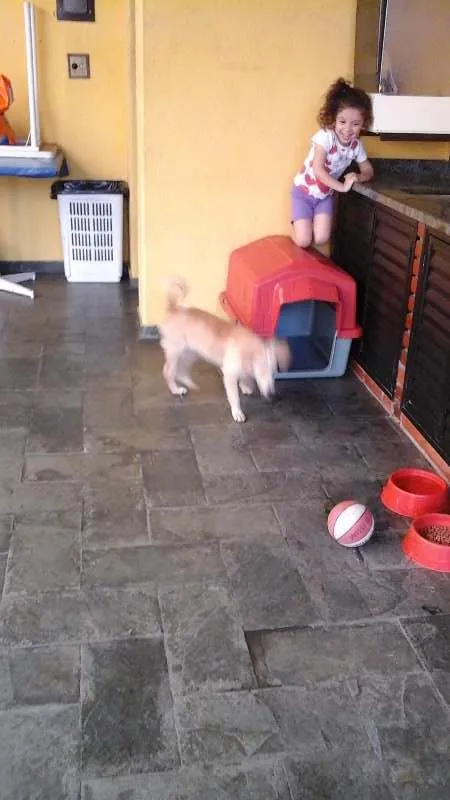 Cachorro ra a Semelhança com Golden Retriever - Raça Desconhecida idade 7 a 11 meses nome Princesa