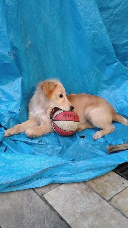 Cachorro ra a Semelhança com Golden Retriever - Raça Desconhecida idade 7 a 11 meses nome Princesa
