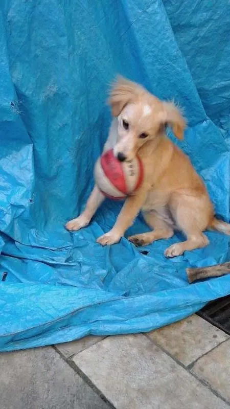 Cachorro ra a Semelhança com Golden Retriever - Raça Desconhecida idade 7 a 11 meses nome Princesa