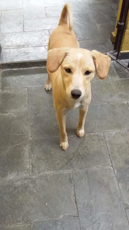 Cachorro ra a Semelhança com Golden Retriever - Raça Desconhecida idade 7 a 11 meses nome Princesa