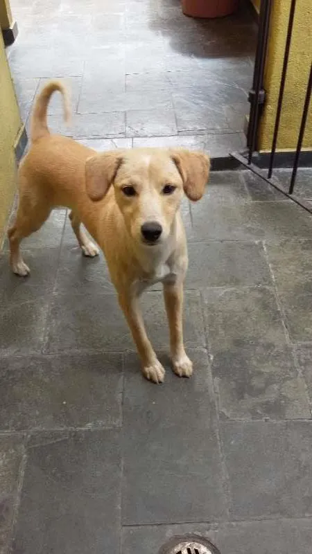 Cachorro ra a Semelhança com Golden Retriever - Raça Desconhecida idade 7 a 11 meses nome Princesa