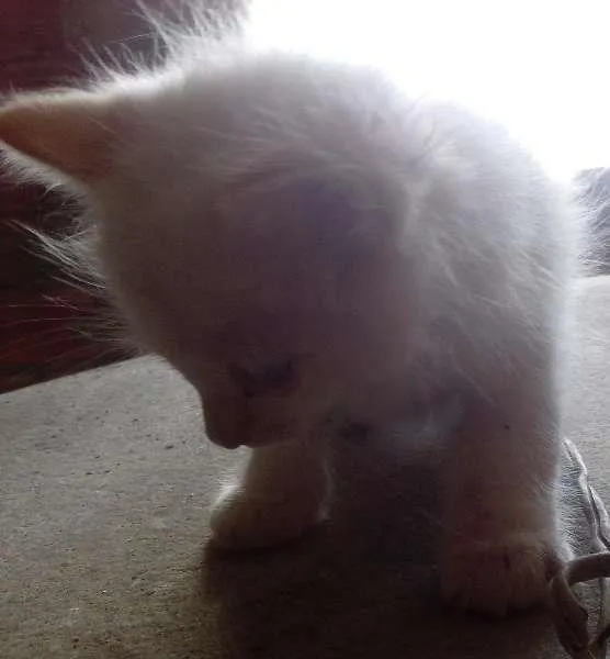 Gato ra a  idade 2 a 6 meses nome Gato