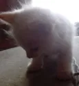 Gato
