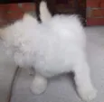 Gato