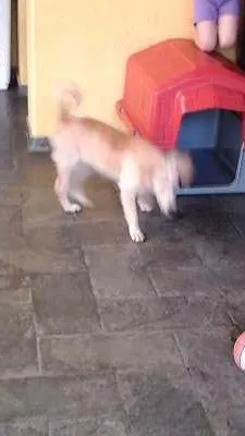 Cachorro ra a Semelhança com Golden Retriever - Raça Desconhecida idade 7 a 11 meses nome Princesa