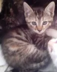 Gato