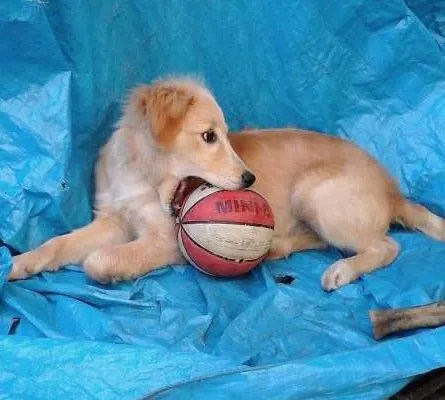 Cachorro ra a Semelhança com Golden Retriever - Raça Desconhecida idade 7 a 11 meses nome Princesa