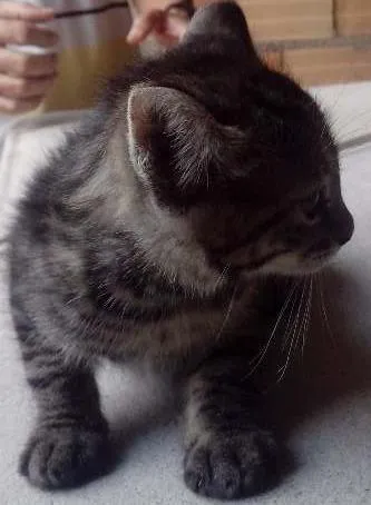 Gato ra a  idade 2 a 6 meses nome Gato