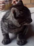 Gato
