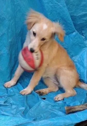 Cachorro ra a Semelhança com Golden Retriever - Raça Desconhecida idade 7 a 11 meses nome Princesa