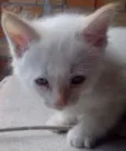Gato
