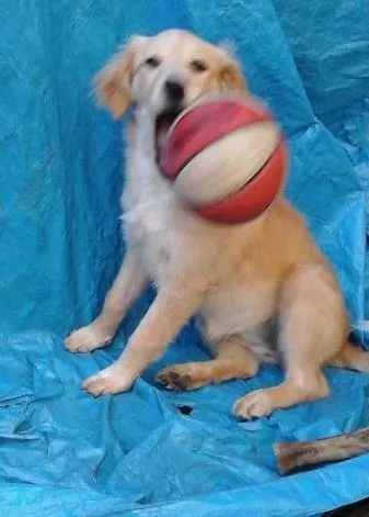 Cachorro ra a Semelhança com Golden Retriever - Raça Desconhecida idade 7 a 11 meses nome Princesa