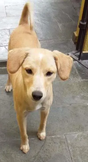 Cachorro ra a Semelhança com Golden Retriever - Raça Desconhecida idade 7 a 11 meses nome Princesa