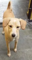 Princesa