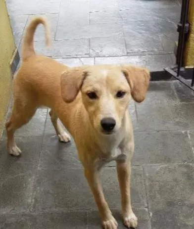 Cachorro ra a Semelhança com Golden Retriever - Raça Desconhecida idade 7 a 11 meses nome Princesa