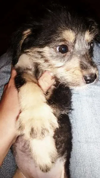 Cachorro ra a vira lata idade 2 a 6 meses nome sem nome