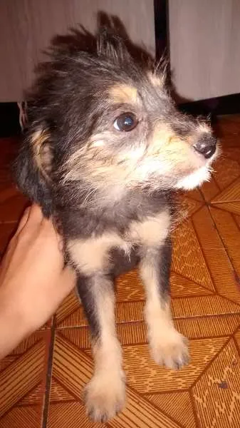 Cachorro ra a vira lata idade 2 a 6 meses nome sem nome
